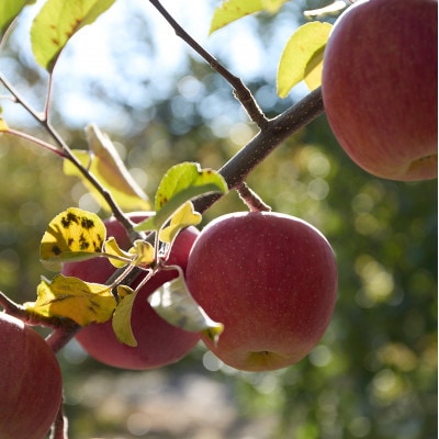 【訳あり】長野県高山村産　サンふじ　10kg
