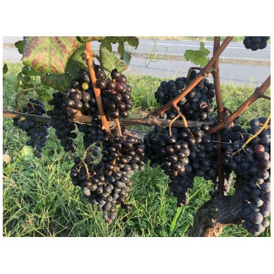 高山村産　赤ワイン　レーヴドヴァン『Reve de Vin　メルロー2023』750ml