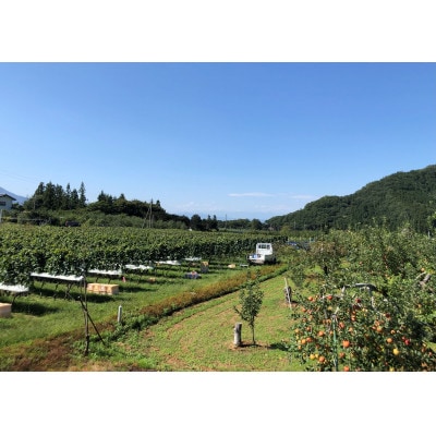 高山村産　赤ワイン　レーヴドヴァン『Reve de Vin　メルロー2023』750ml