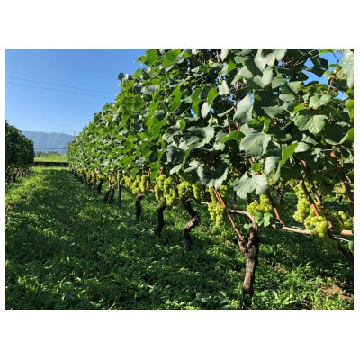 高山村産　赤ワイン　レーヴドヴァン『Reve de Vin　メルロー2023』750ml