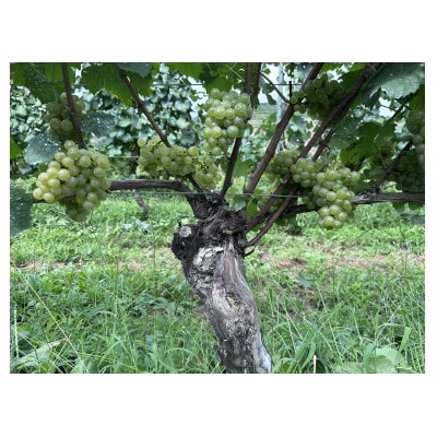 高山村産白ワイン　レーヴドヴァン「Reve de Vin ソーヴィニヨン・ブラン2024」750ml