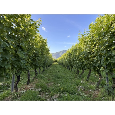 高山村産白ワイン　レーヴドヴァン「Reve de Vin ソーヴィニヨン・ブラン2024」750ml