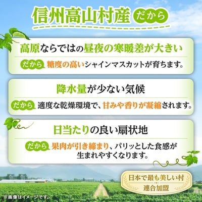 【先行受付】信州高山村産　シャインマスカット1kg(2～3房入り)秀品(訳あり品ではございません)