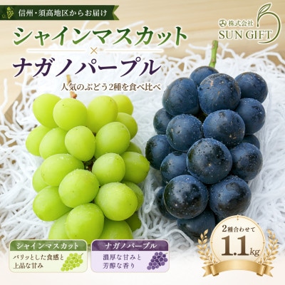 ナガノパープルとシャインマスカットのセット★2房～3房入り　1.1kg