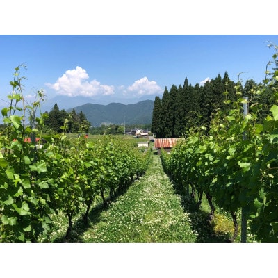 高山村 大内ヴィンヤーズ白ワイン2本セット(シャルドネ、ソーヴィニヨン・ブラン)