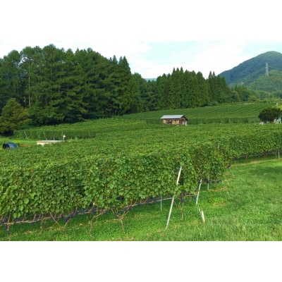 高山村 大内ヴィンヤーズ白ワイン2本セット(シャルドネ、ソーヴィニヨン・ブラン)