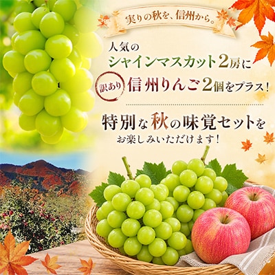 長野県産 シャインマスカット 1kg(2房)+ 訳あり 信州りんご 500gセット【2026年発送】