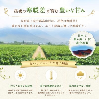 長野県産 シャインマスカット 1kg(2房)+ 訳あり 信州りんご 500gセット【2026年発送】