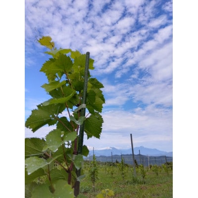 高山村産白ワインシャルドネVin de Soif CHARDONNAY 2025ドメーヌ・ヒロモニカ