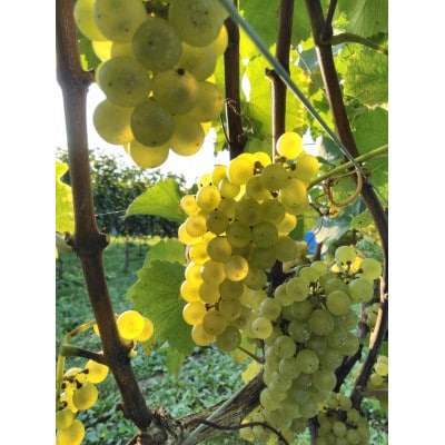高山村産白ワインシャルドネVin de Soif CHARDONNAY 2025ドメーヌ・ヒロモニカ