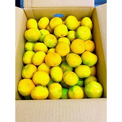 和水町産　温州みかん約12kg
