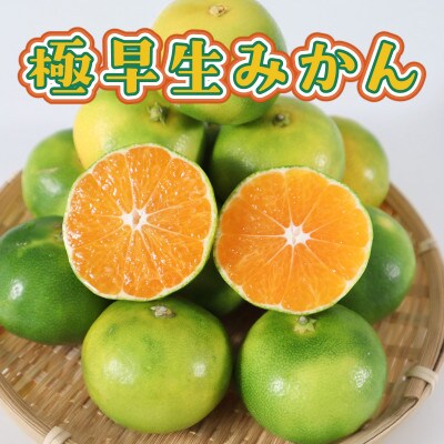 極早生みかん約5kg(和水町)