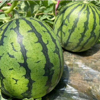 熊本県和水町産 小玉スイカ 2玉 お礼品詳細 ふるさと納税なら さとふる 熊本県和水町産 小玉スイカ 2玉 お礼品詳細 ふるさと納税なら さとふる
