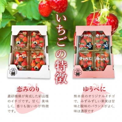 熊本県産 いちご 約500g (約250g×2パック)(和水町)