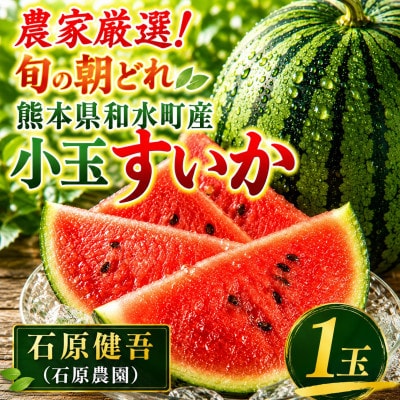 【先行予約】農家厳選!旬の朝どれ 熊本県和水町産 小玉すいか1玉(約2kg)(和水町)