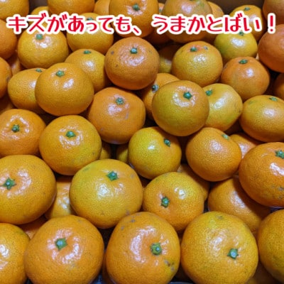 訳あり　家庭用　温州みかん　約5kg　不揃い　(和水町)