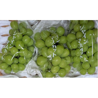 大人気のシャインマスカット 約1kg(2～3房) (和水町)