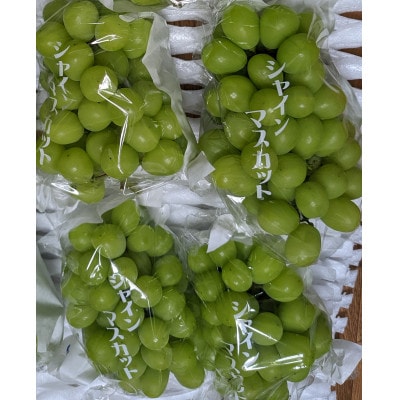 大人気のシャインマスカット 約2kg(3～5房) (和水町)