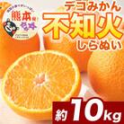 不知火(デコポンと同品種) 24～48玉 約10kg(和水町)