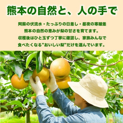 【さとふる限定】数量限定 秋のフルーツおすすめ! 熊本県産旬の梨(豊水・秋月・新高)約4kg 和水町
