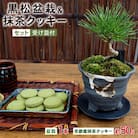 黒松盆栽&抹茶クッキーセット