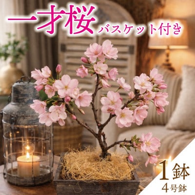 一才桜(一才桜4号鉢×1 バスケット×1 ココファイバー)