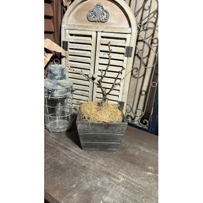 一才桜(一才桜4号鉢×1 バスケット×1 ココファイバー)