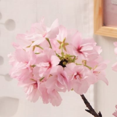 一才桜(一才桜4号鉢×1 バスケット×1 ココファイバー)