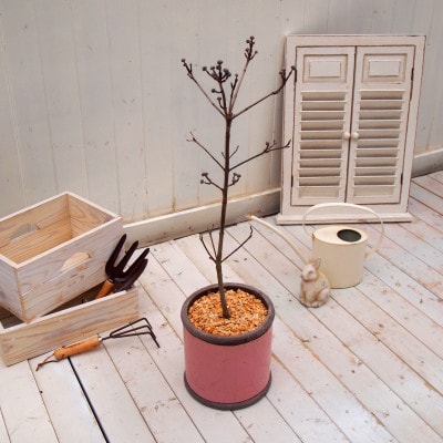 ハナミズキアンティークポット