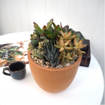 多肉寄せ植えテラコッタ(受け皿付き)