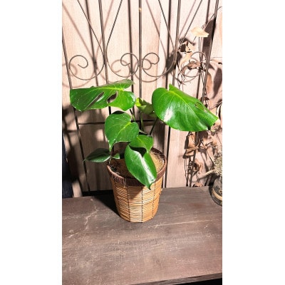 モンステラバスケット仕立て(モンステラ6号鉢×1 バスケット×1 ココファイバー)
