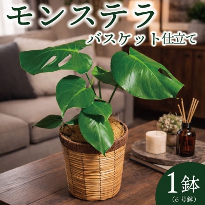モンステラバスケット仕立て(モンステラ6号鉢×1 バスケット×1 ココファイバー)