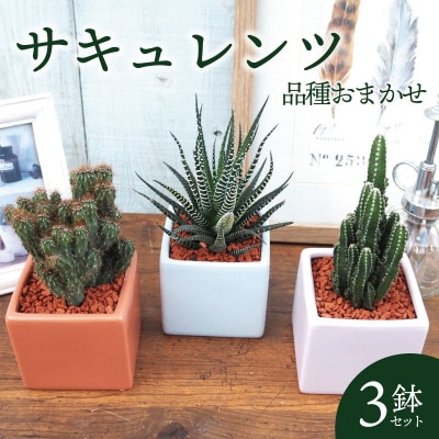 おすすめおまかせ サキュレンツ3個セット