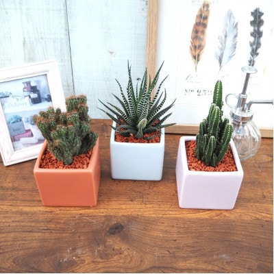 おすすめおまかせ サキュレンツ3個セット