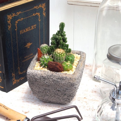 サボテンミックスセメントポット仕立て1個