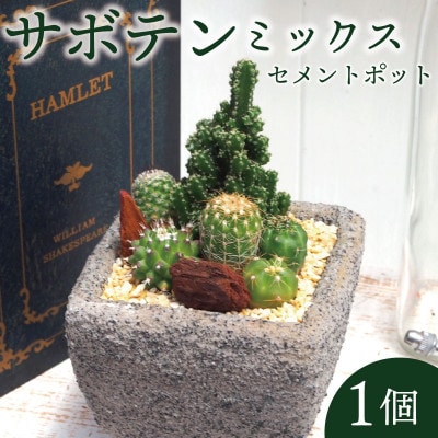 サボテンミックスセメントポット仕立て1個