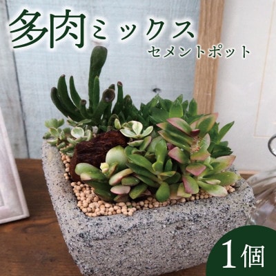 多肉植物ミックスセメントポット仕立て1個