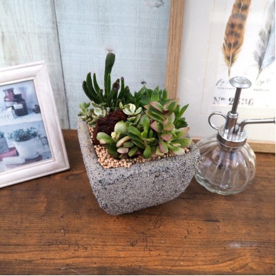 多肉植物ミックスセメントポット仕立て1個
