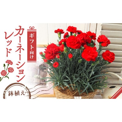 【先行受付】2026年 カーネーション レッド 母の日ギフト 京都久御山町