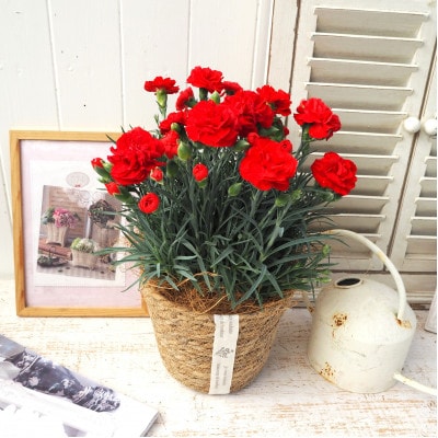 【先行受付】2026年 カーネーション レッド 母の日ギフト 京都久御山町