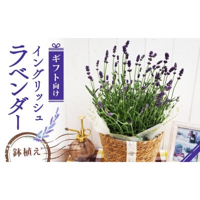 【先行受付】2026年 イングリッシュラベンダー ギフト 京都府久御山町