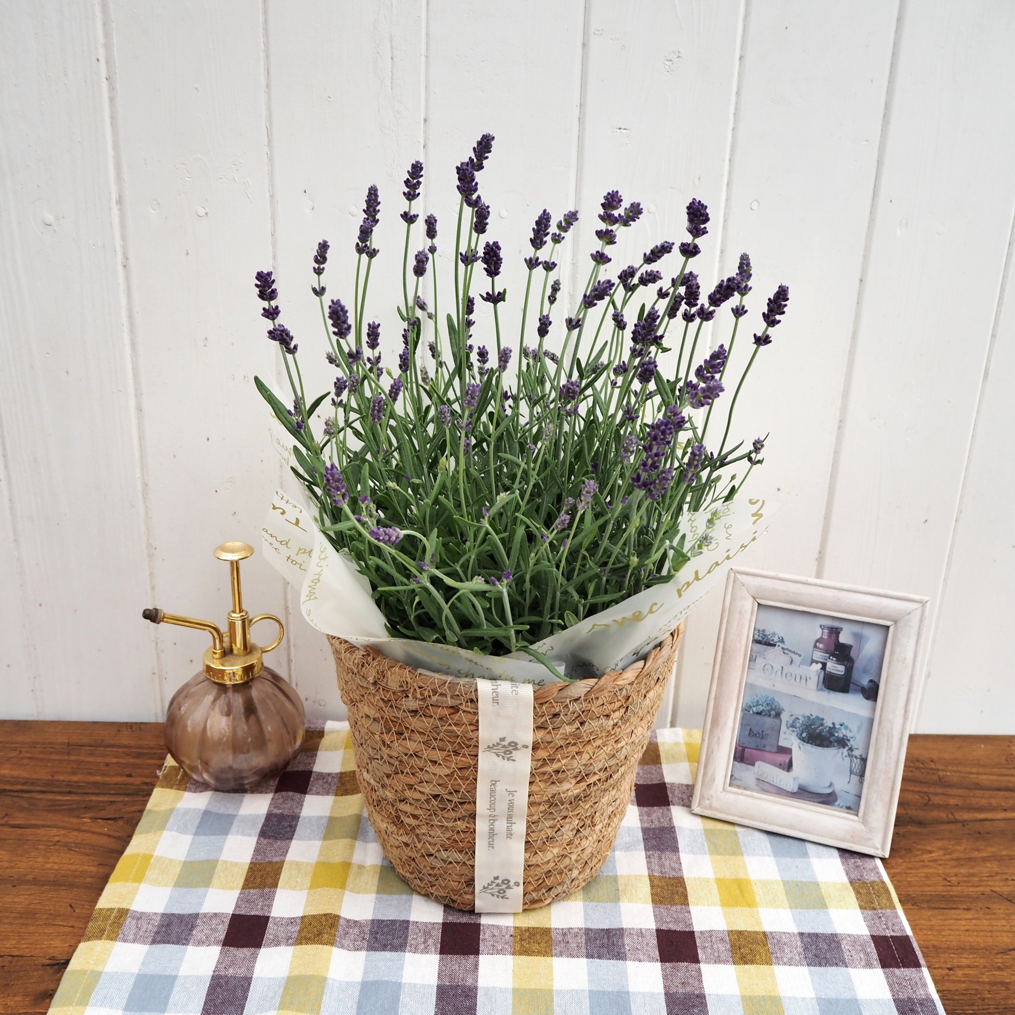 【先行受付】2026年 イングリッシュラベンダー ギフト 京都府久御山町