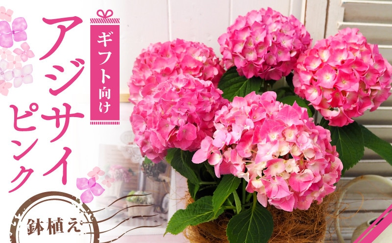 【先行受付】2026年 アジサイ ピンク ギフト 京都府久御山町
