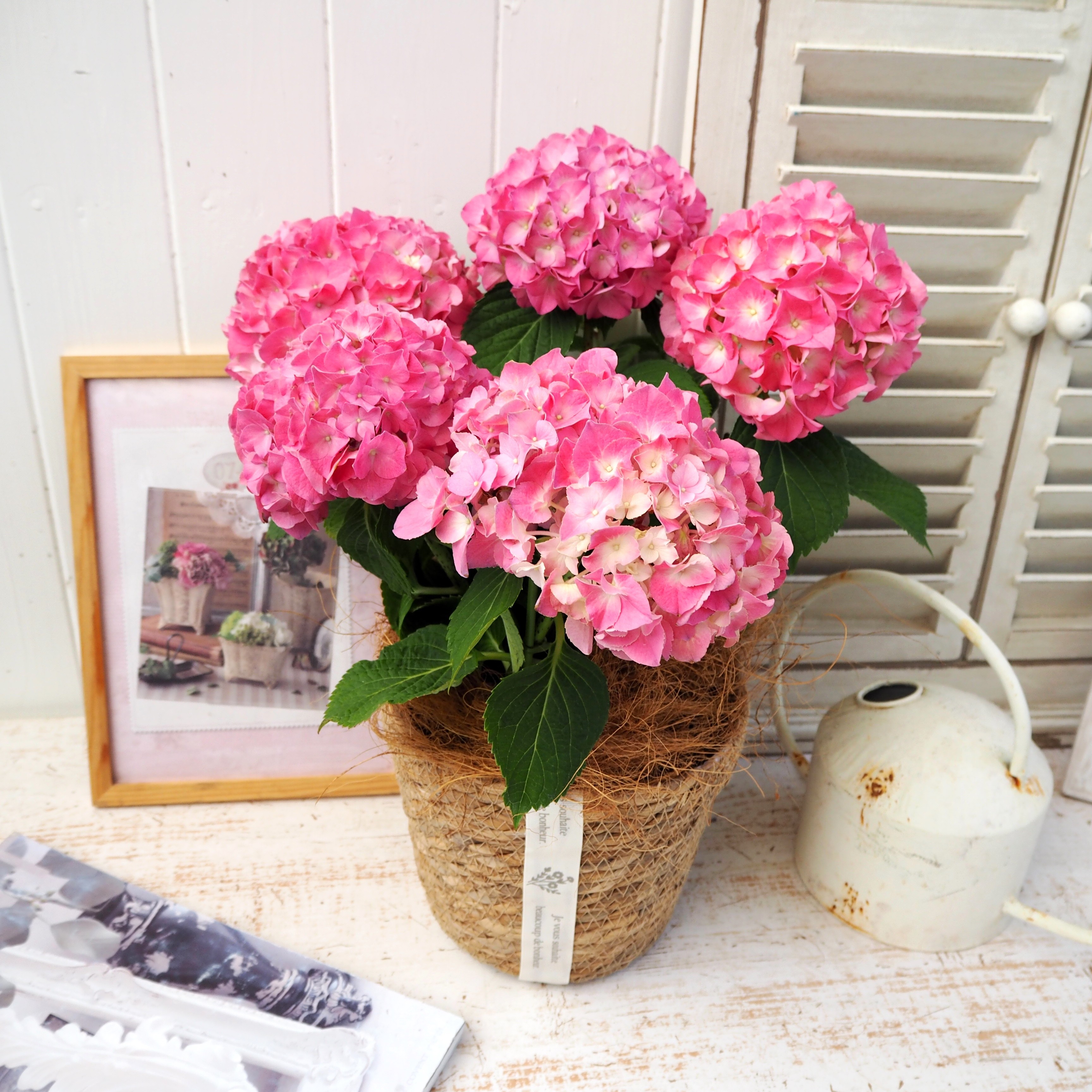 【先行受付】2026年 アジサイ ピンク ギフト 京都府久御山町