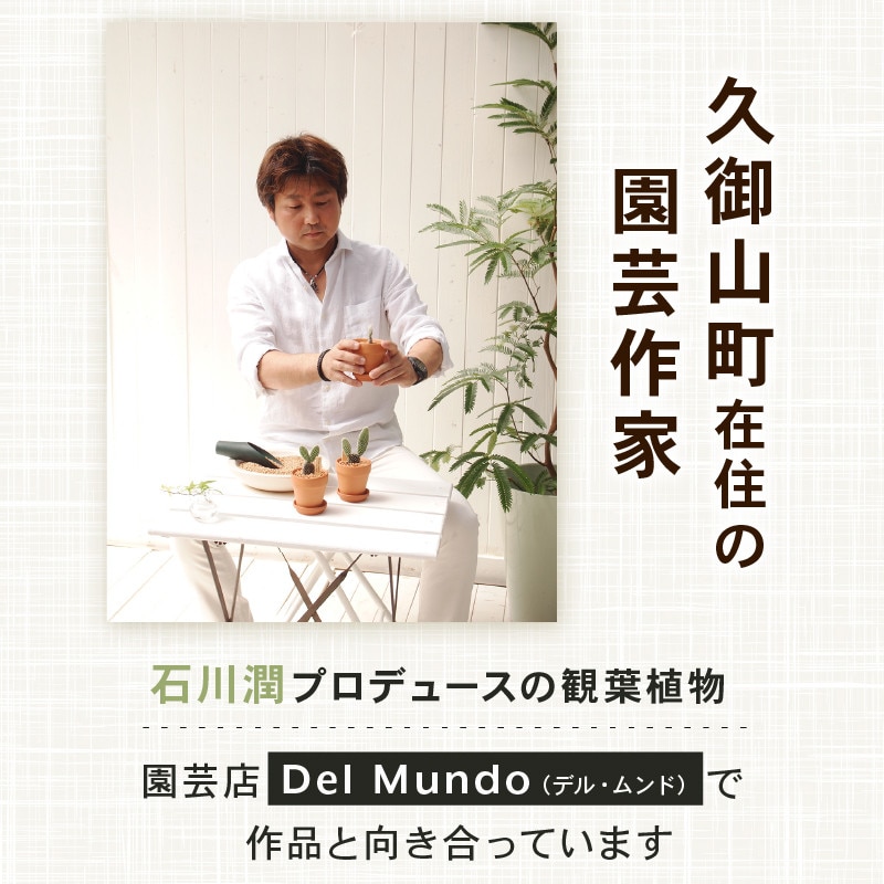 【先行受付】2026年 アジサイ ピンク ギフト 京都府久御山町