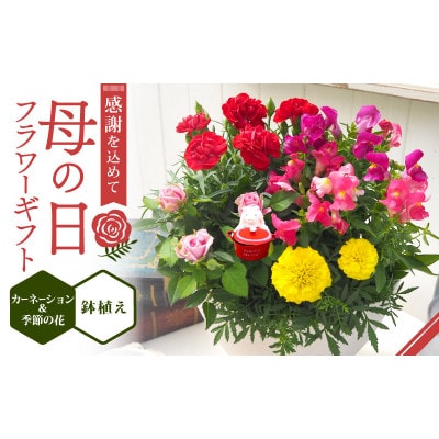 【先行受付】2026年 母の日 フラワーギフト 寄せ植え 鉢植え カーネーション 京都府久御山町