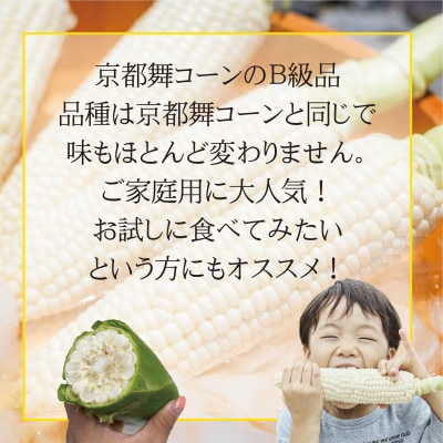 【ロックファーム京都】しこみちゃん 京都舞コーンのB級品(ホワイトコーン)　白いトウモロコシ