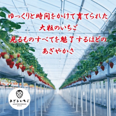 【2027年1月から順次出荷】あざといちご　8～15粒×4パック　ロックファーム京都