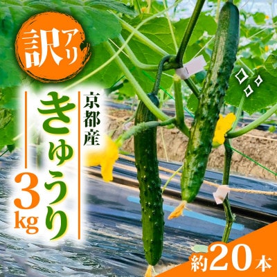 【訳アリ】きゅうり 3kg 京都府 野菜
