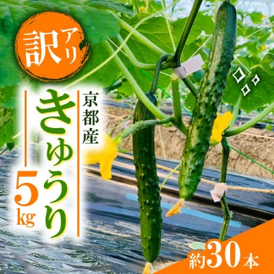 【訳アリ】 きゅうり5kg(約30本)